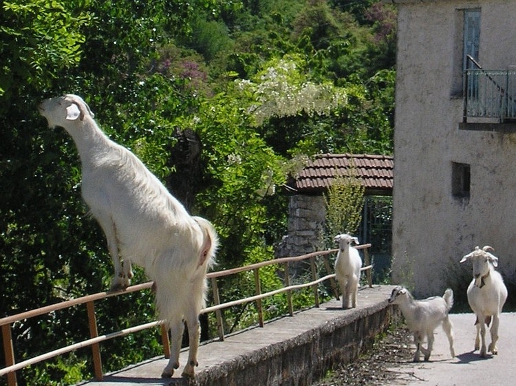 Feta visions in Greece