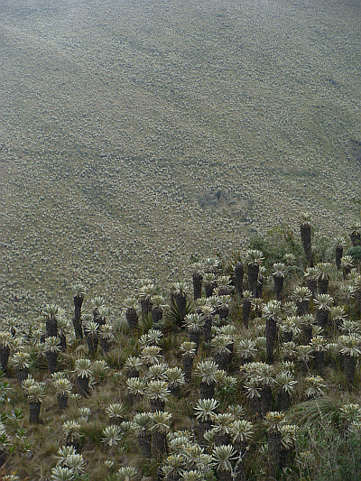 Landschap van frailejones van de Páramos del Ángel