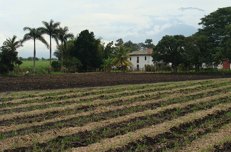 Landschap van de Caucavallei bij Calí