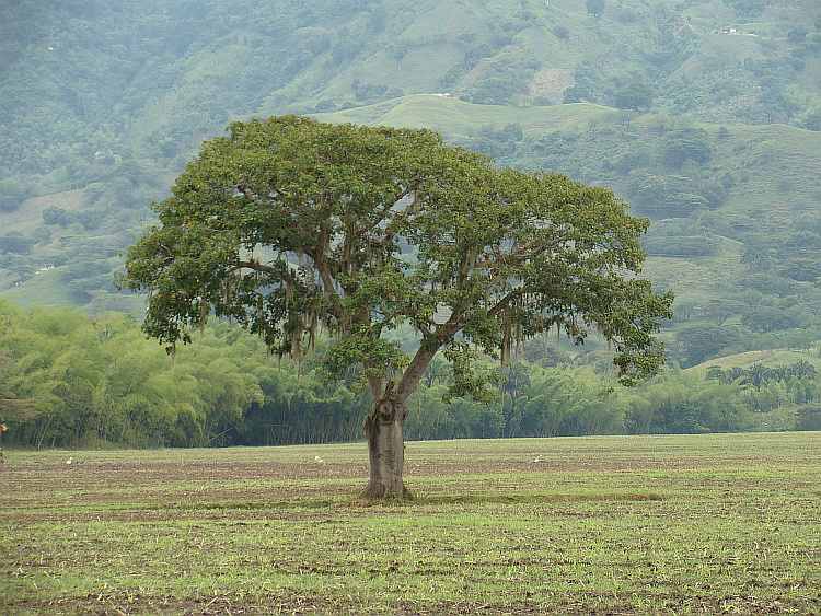 Landscape between Calí and Pereira