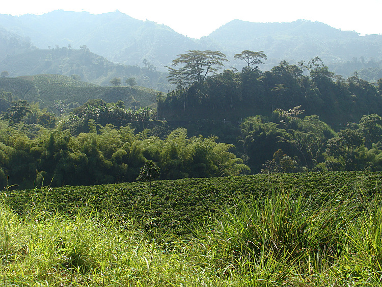 The Coffee triangle in Central Colombia