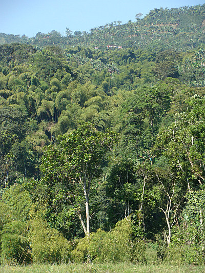 The 'Coffee Triangle'