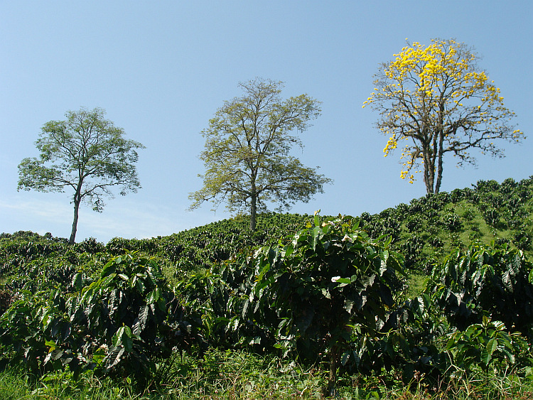 De Koffiedriehoek