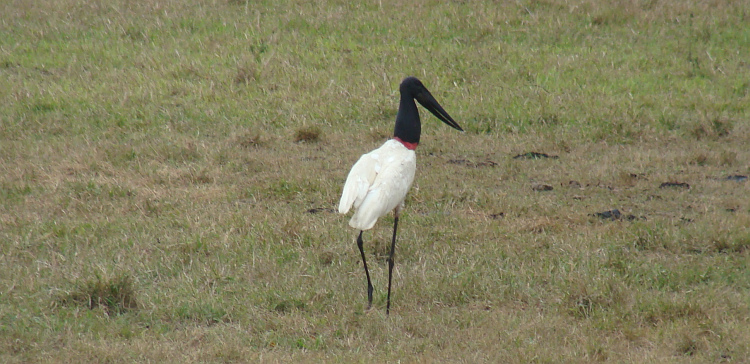 Stork