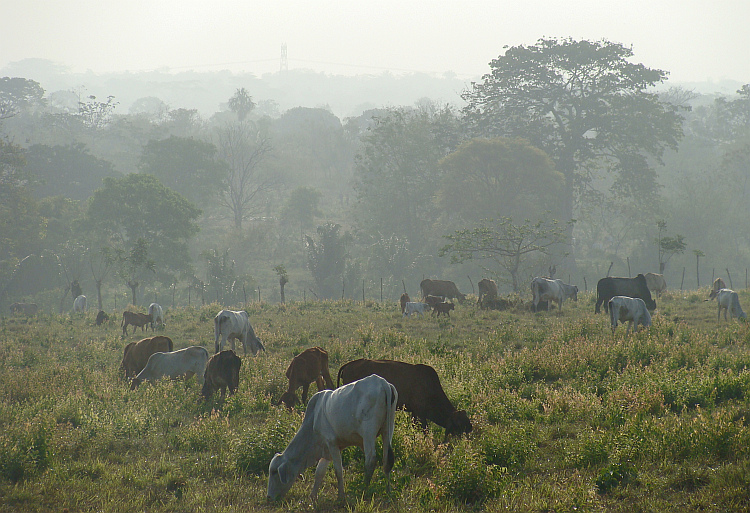 Savannah between Caucasia and Sincelejo