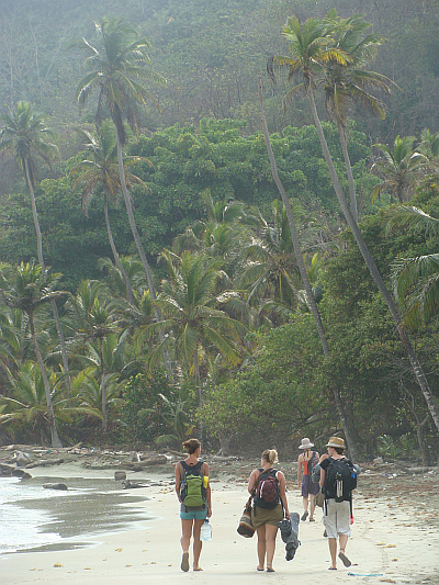 World of palm trees