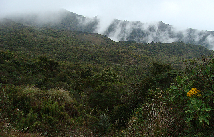 Hooglanden van de Cerro de la Muerte