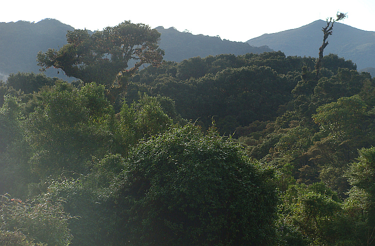 Highlands of the Cerro de la Muerte