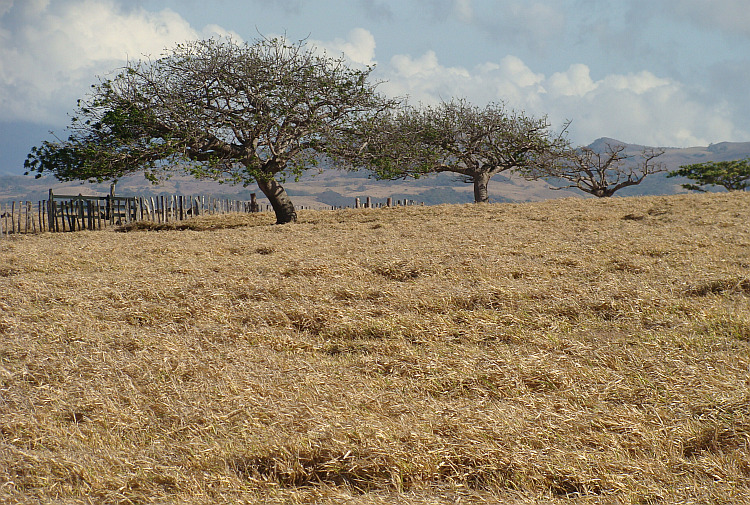 Het droge noordwesten van Costa Rica