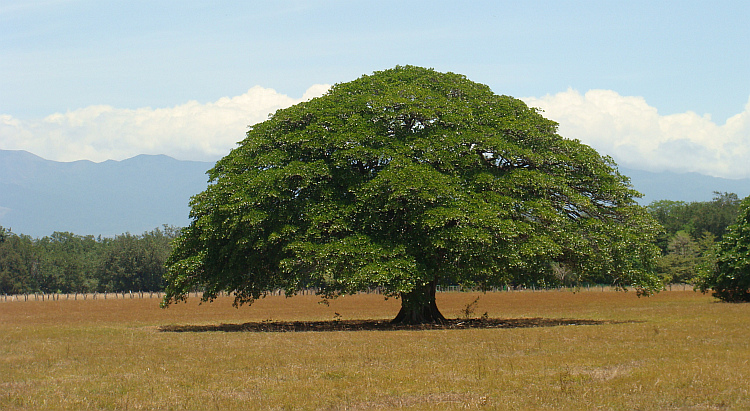 The dry northwest of Costa Rica