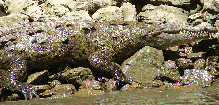 Kaaiman in het Cañón el Sumidero