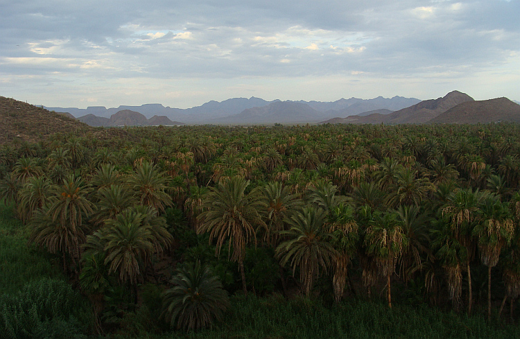 The oasis of Mulegé