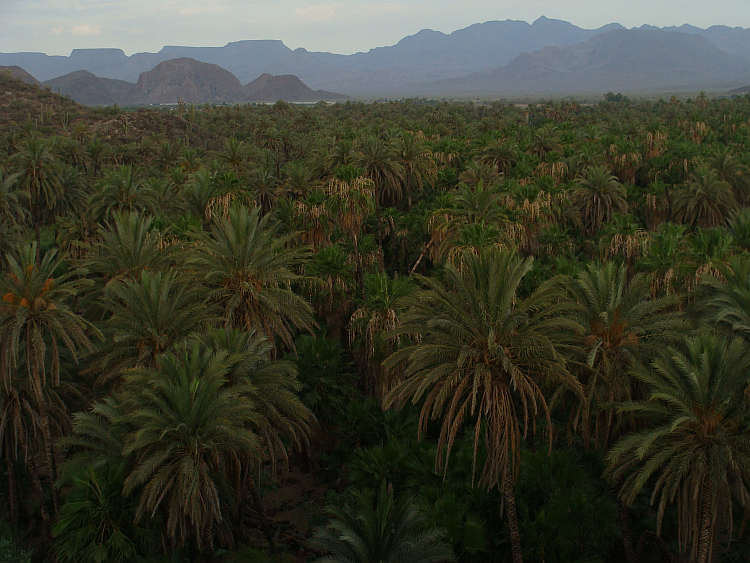 The oasis of Mulegé