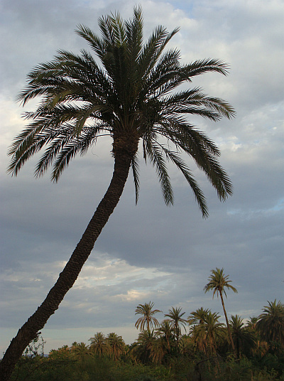 The oasis of Mulegé