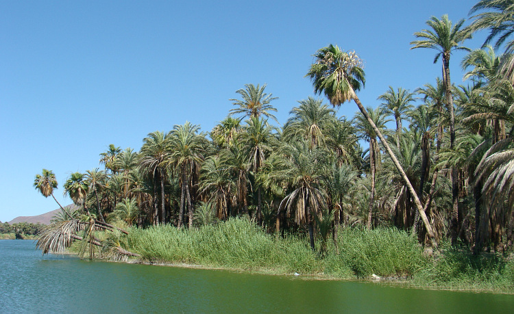 Oasis in Baja California