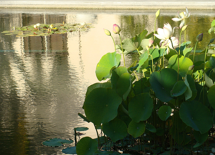 Balboa Park, San Diego