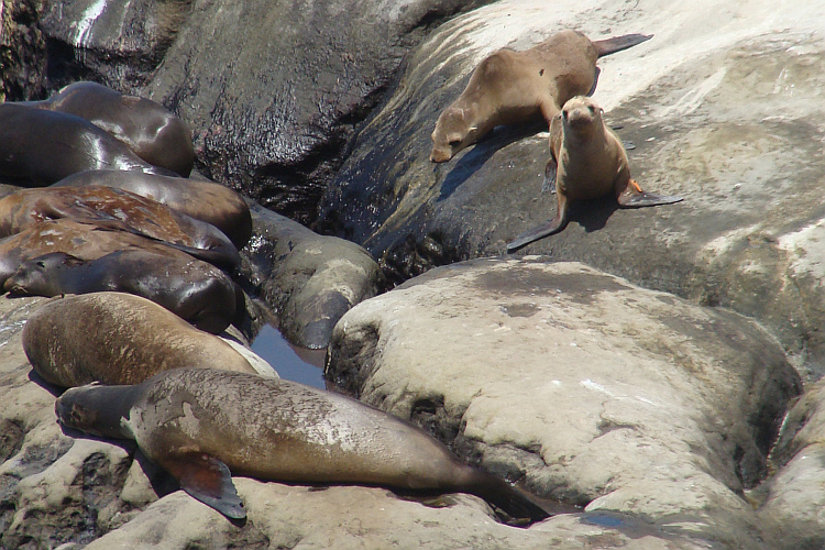 Zeehonden in La Jolla