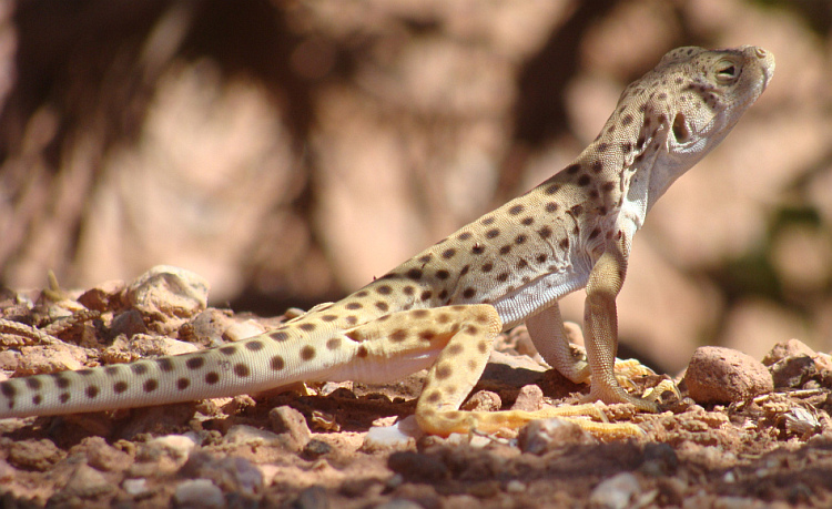 Wildlife in Arches National Park