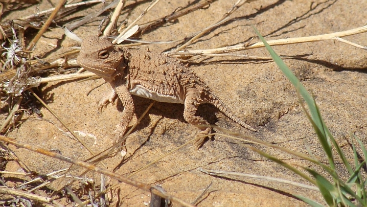 Vreemde fauna in Hovenweep National Monument