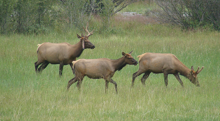 Elanden ('elk') in de vallei van Telluride