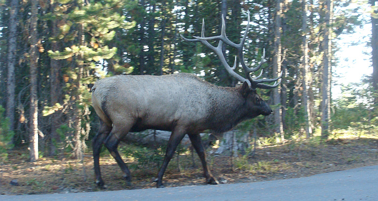 Eland (elk) in Yellowstone National Park