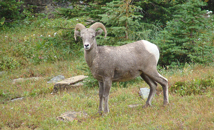 Glacier National Park