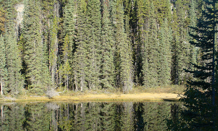 Landscape around the Icefields Parkway