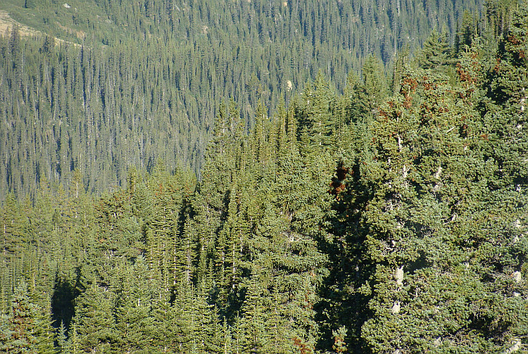 Landscape around the Icefields Parkway