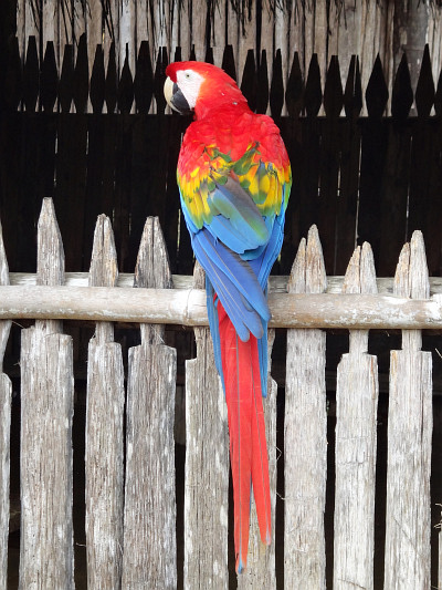 Macaw