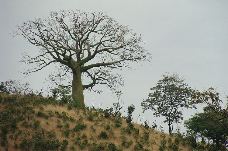 Ceiba-boom vlakbij de Ecuadoraanse grens