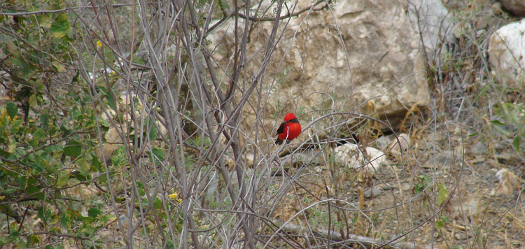 Between Chulucanas and Olmos