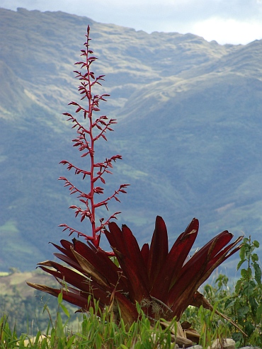 Bromelia in Kuélap