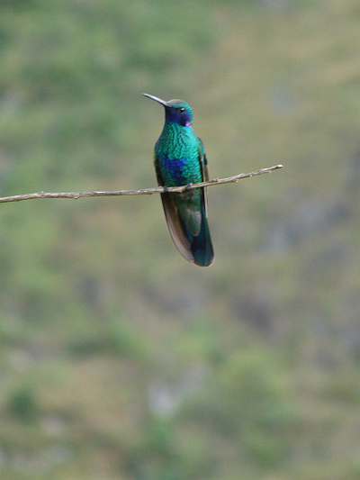 Hummingbird