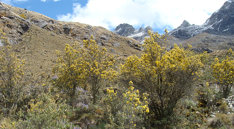 On the descent of the LLanganuco Pass to Yanamá