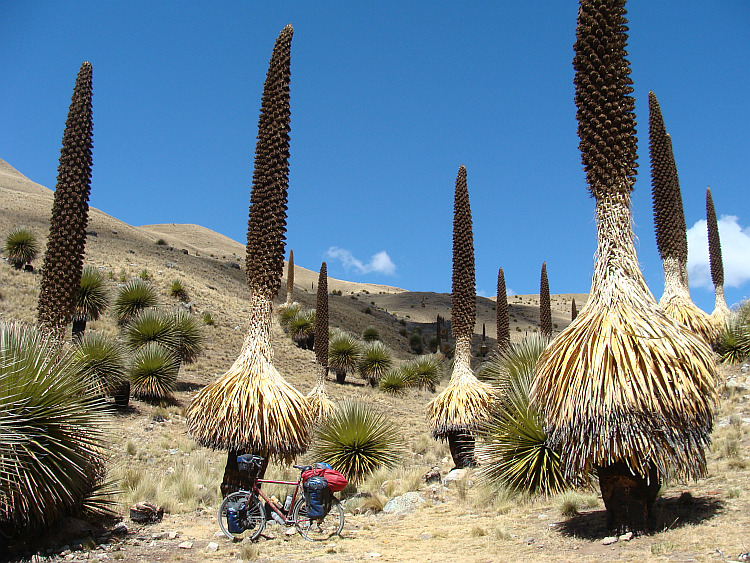 Tussen de Puya Raimundii-planten