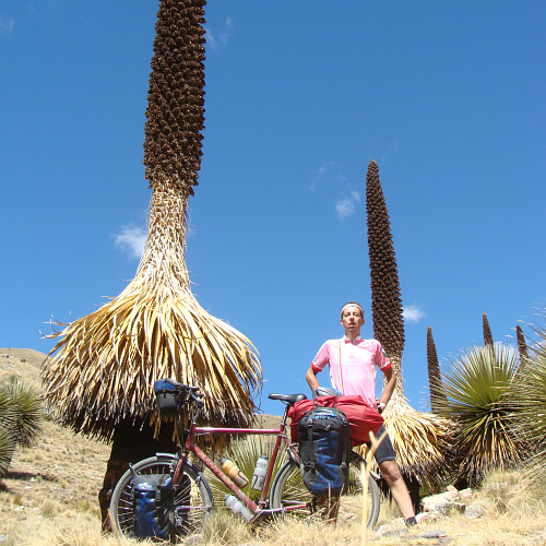 Tussen de Puya Raimundii-planten op de weg naar de Pastoruri-pas