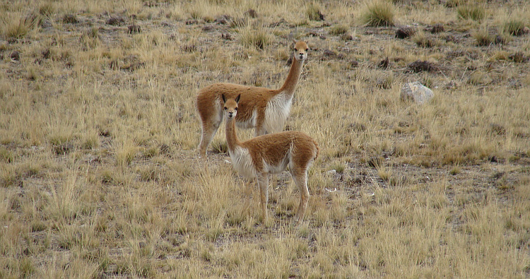 Vicuña's bij Junín