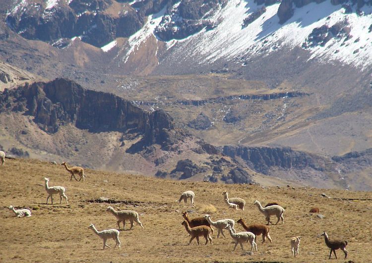 On the climb to the Abra Chonta