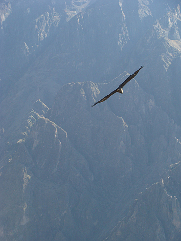 Condor in the Colca Canyon