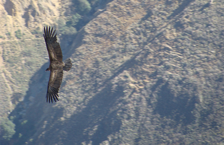 Condor in the Colca Canyon