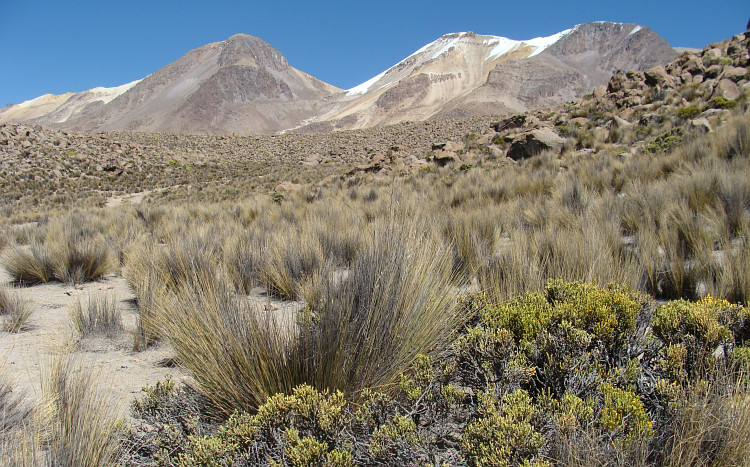 Puna landscape with side peaks of the Chachani in the background