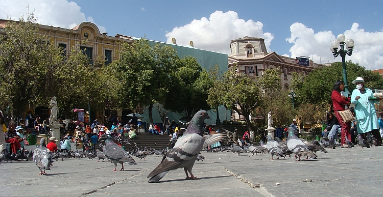 Duiven in La Paz