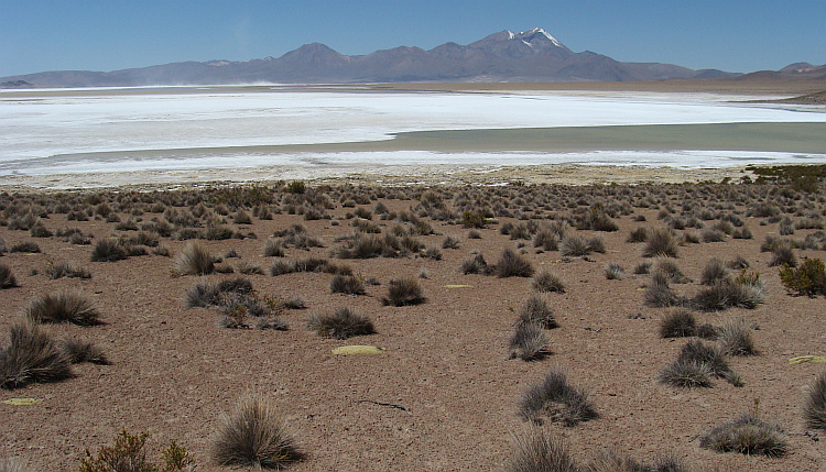 Salar de Surire