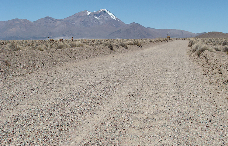 Vicuña's op de weg