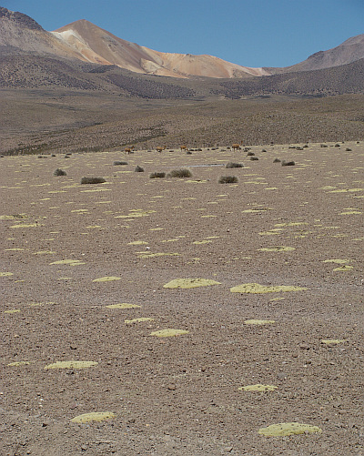 Landschap tussen Guallatire en Isluga