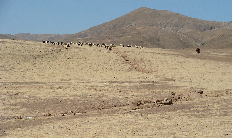 Shepherdess on the route from Oruro to Sucre