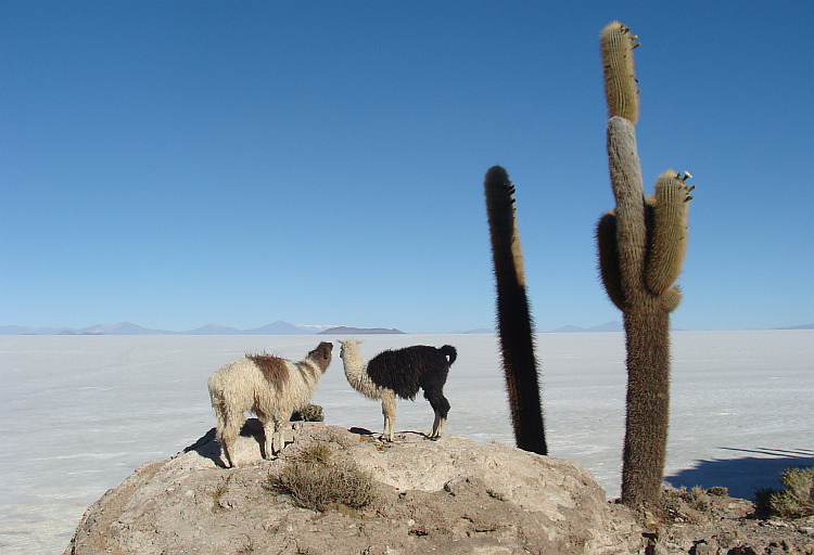 Isla de los Pescadores and the Salar de Uyuni