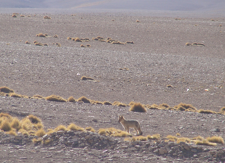 Woestijnvos bij het Hotel del Desierto