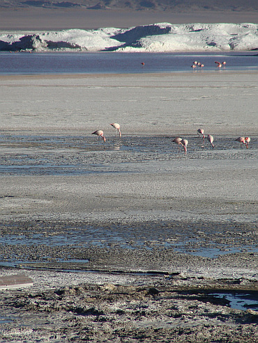 Laguna Colorada