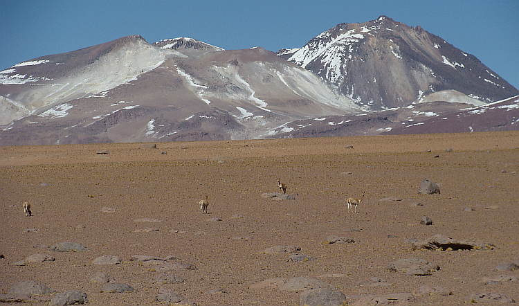 Vicuña's on the pass between the Laguna Chalviri and the Lagunas Verde and Blanca